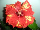 SAM_4658