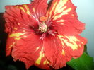 SAM_4659