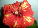 SAM_4664