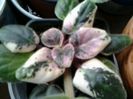 o violet%u0103 cu foliaj pestri%u0163