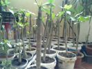 plumerii intr%u0103 