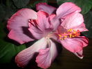 SAM_4590