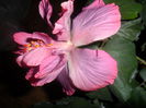 SAM_4591