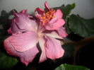SAM_4607