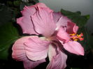 SAM_4648