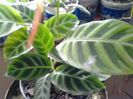 calatheea zebrina