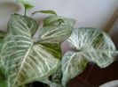 singonium