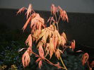 Acer palmatum Ariadne (2015, April 19)