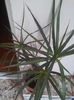 dracena