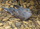 Turturica europeana - streptopelia turtur