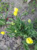 Galbene