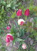 IMG_20150502_081005