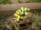 Muscari Golden Fragrance (2015, Apr.20)