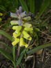 Muscari Golden Fragrance (2015, Apr.20)