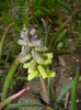 Muscari Golden Fragrance (2015, Apr.20)