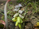 Muscari Golden Fragrance (2015, Apr.20)