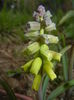 Muscari Golden Fragrance (2015, Apr.20)