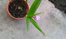 bletilla striata roz