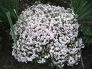 Phlox Sabulata