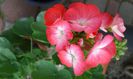 pelargonium "Ainsdale eyeful"