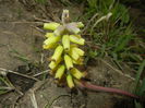 Muscari Golden Fragrance (2015, Apr.21)