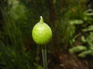 Allium Purple Sensation (2015, April 22)
