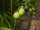 Allium Purple Sensation (2015, April 22)