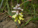 Muscari Golden Fragrance (2015, Apr.22)