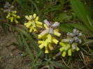 Muscari Golden Fragrance (2015, Apr.22)