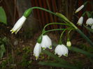 Leucojum aestivum (2015, April 22)