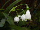 Leucojum aestivum (2015, April 22)