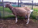 Capra Toggenburg cu uger mare