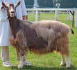 Capra Toggenburg frumoasa-79