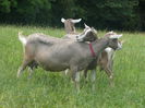 Capre Toggenburg tinere
