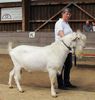 Tap Saanen mare-98