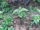 DSCF9294