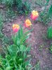 IMG_20150503_173100