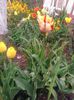 IMG_20150503_173304