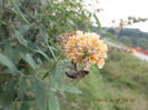 DSCF4635 (26-09-2014) Buddleja Sungold