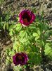 20150503_180406