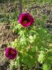 20150503_180537