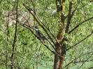 porumbelul gulerat