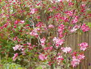 malus Rudolph