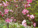 malus Rudolph