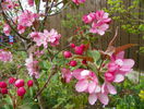 malus Rudolph