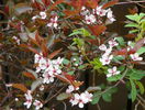 prunus x cistena