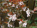 prunus x cistena