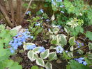 brunnera variegata