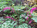 dicentra spectabilis