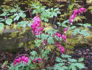 dicentra spectabilis